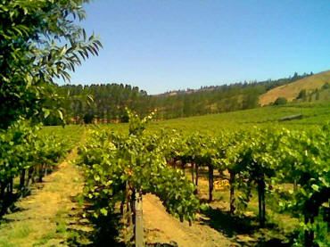 Anderson Valley