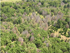 Sudden Oak Death
