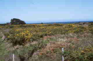 Gorse