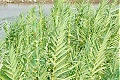 Arundo donax